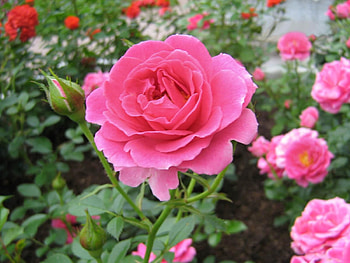 Flowers, Roses, Greens, Disbanded, Loose, Garden HD wallpaper