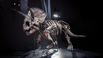 Triceratops, Horned dinosaur, Fossil discovery, Tech news HD wallpaper