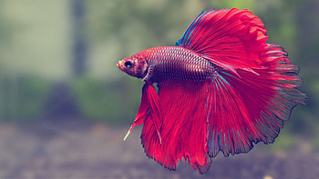 Red Betta Fish, Aquarium, Red, Fish, Water, Betta HD wallpaper