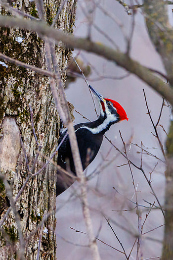 The pileated, Woodpecker HD phone wallpaper