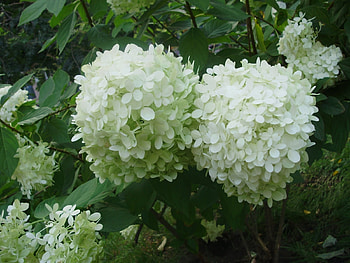 Plants, Flowers HD wallpaper