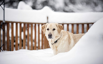 Animals, Snow, Dog, Muzzle, Sight, Opinion, Stroll HD wallpaper