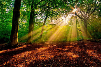 Early morning in the forest, sunshine, rays, morning, sunlight, glow, path, beautiful, sunrise, early, trees, forest HD wallpaper