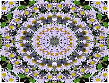 Kaleidoscope of Daisies, white, flowers, kaleidoscope, daisies HD wallpaper