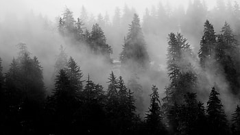 Green Trees Bushes Forest With Fog Nature HD wallpaper