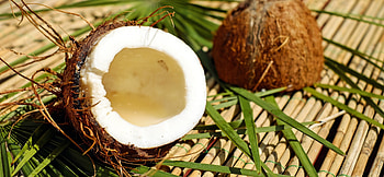 Coconut, , Mobile beauty, X HD wallpaper