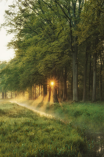Nature, Trees, Grass, Sun, Beams, Rays, Forest HD phone wallpaper