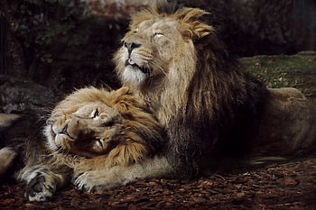 Joyful Lions, lions, animals HD wallpaper
