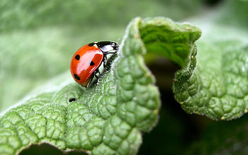 Grass, Macro, Sheet, Leaf, Ladybug, Ladybird HD wallpaper