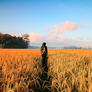 A person in a hijab walking through a golden rice field under a bright blue sky. HD phone wallpaper