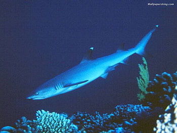 White Tip Shark, reef, coral, shark HD wallpaper