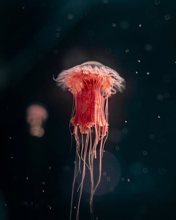 A stunning of a red jellyfish with glowing tentacles suspended underwater, showcasing marine beauty. HD phone wallpaper