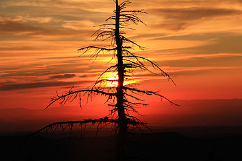 Nature, Sunset, Sun, Wood, Tree, Spruce, Fir HD wallpaper