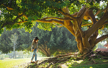 Under Old Tree, old, girl, nature, tree HD wallpaper