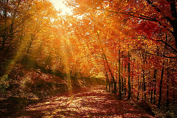 Fall forest, trees, autumn, forest, fall, leaves HD wallpaper