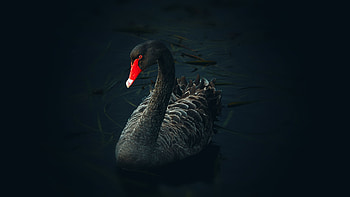 Black Swan , Bird, Swan, Animal HD wallpaper