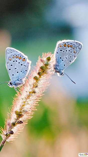 White Butterfly, Amazing HD phone wallpaper
