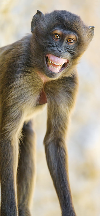 Mobile , Monkey , 22 monkey HD phone wallpaper