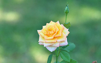 Flowers, Rose Flower, Rose, Blur, Smooth HD wallpaper