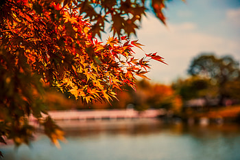 Maple Tree Autumn Lake , autumn, tree, nature, lake HD wallpaper