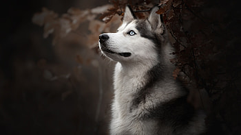 Siberian Husky, Dog breed, 1440p resolution HD wallpaper