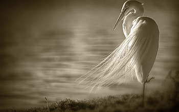Animals, Birds, Heron HD wallpaper