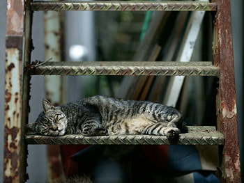 Animals, Cat, To Lie Down, Lie, Stairs, Ladder HD wallpaper