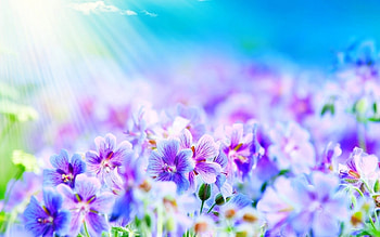 Plants, Flowers HD wallpaper