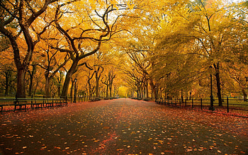 Landscape, Trees, Autumn HD wallpaper