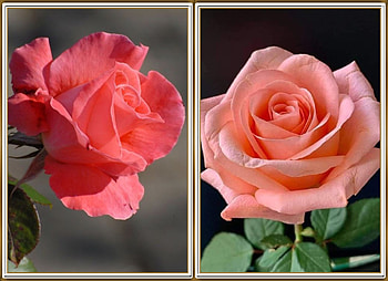 ROSE COLLAGE, NATURE, ROSE, COLLAGE HD wallpaper
