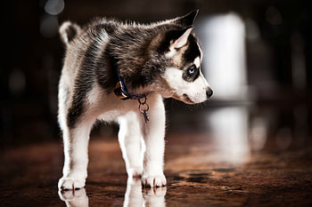 Animals, Dog, Puppy, Husky, Haska, Collar HD wallpaper