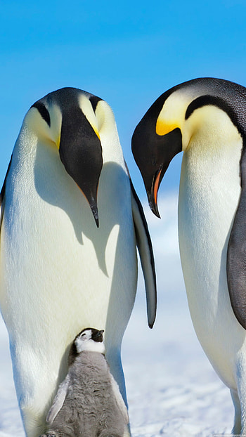 Penguin family , Wholesome family, Cute bird clan, Loving bond HD phone wallpaper