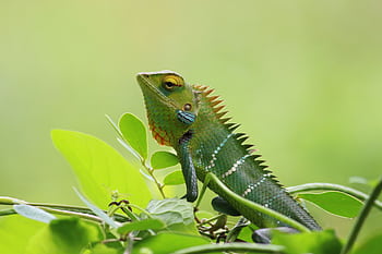 Close-up of a vibrant green chameleon resting on lush green leaves outdoors. HD wallpaper