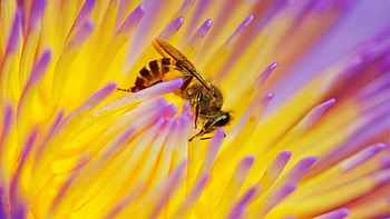 Bee, Bee and flower , Nature's harmony, Insect delight HD wallpaper