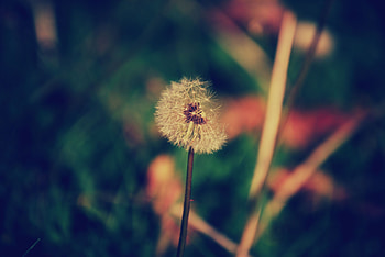 Flowers, Flower, Blur, Smooth, Dandelion HD wallpaper
