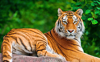Animals, To Lie Down, Lie, Striped, Predator, Sight, Opinion, Tiger HD wallpaper