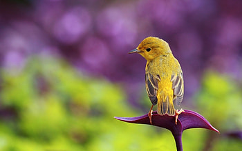 Ϡ₡...Bird...Ϡ₡, nature, flowers, bird, animals HD wallpaper