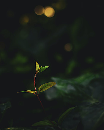 Leaves, Plant, Macro, Veins, Stem, Stalk HD phone wallpaper