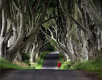 Little Red Riding Hood, trees, woods, riding, hood HD wallpaper