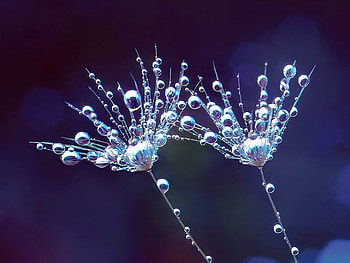 Micro graphy, graphy, micro HD wallpaper
