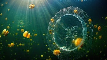 Jellyfish Sea Life , artist, artwork, digital-art HD wallpaper