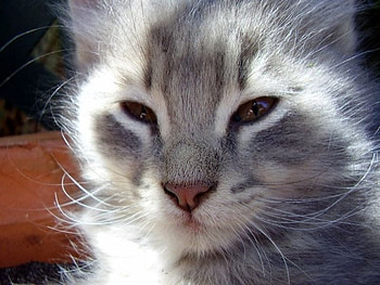 cat HD wallpaper