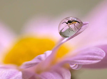 Trapped, trap, nature, bug, flower HD wallpaper