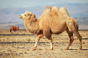Apache camel, New features HD wallpaper