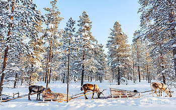 Reindeer In A Winter Forest In Finnish Lapland, forest, snow, deer, scandinavia, trees, landscape HD wallpaper