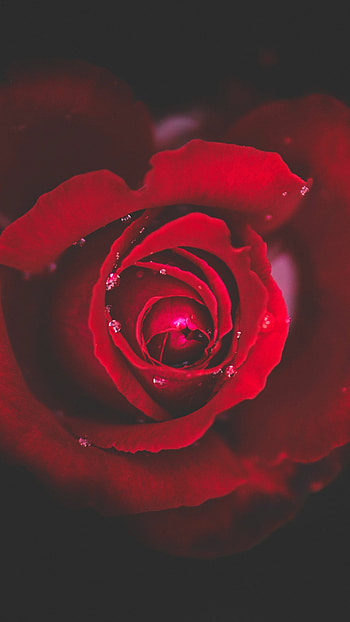 Rose inspiration, Stunning roses, Floral beauty, Nature's art HD phone wallpaper
