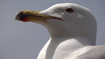 Macro graphy, Seagull details, Bird's-eye view, Stunning close-up HD wallpaper