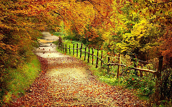 Landscape, Trees, Roads, Autumn HD wallpaper