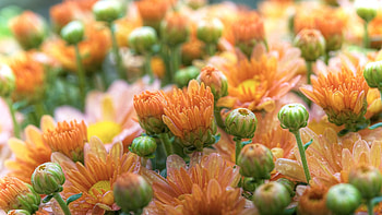 Flowers, Plant, Macro, Field, Lots Of, Multitude HD wallpaper