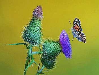Coming in for a landing, purple, white, black, brown, flower, green, landing HD wallpaper